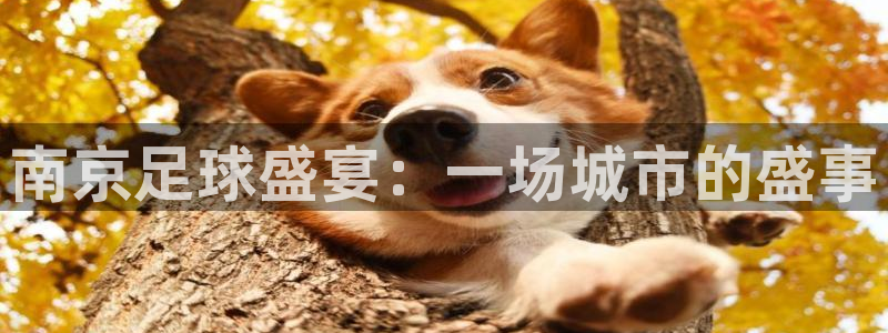南京足球盛宴：一场城市的盛事